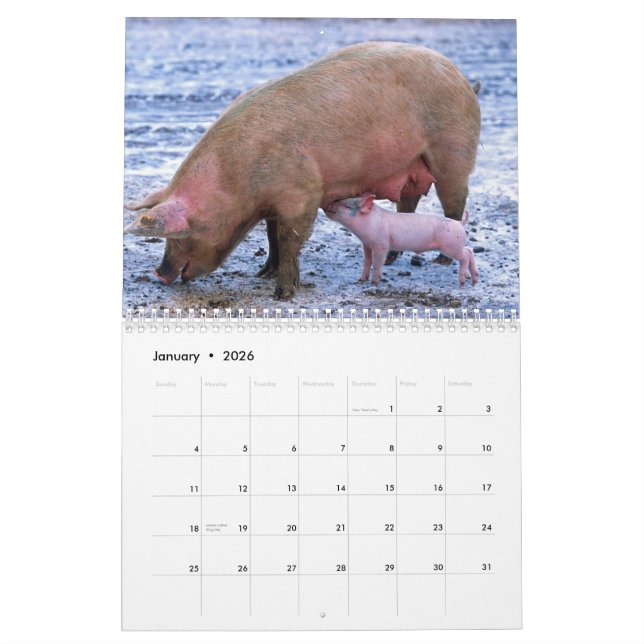 Wertvolle Schweine - Kalender 2016 (Jan 2026)