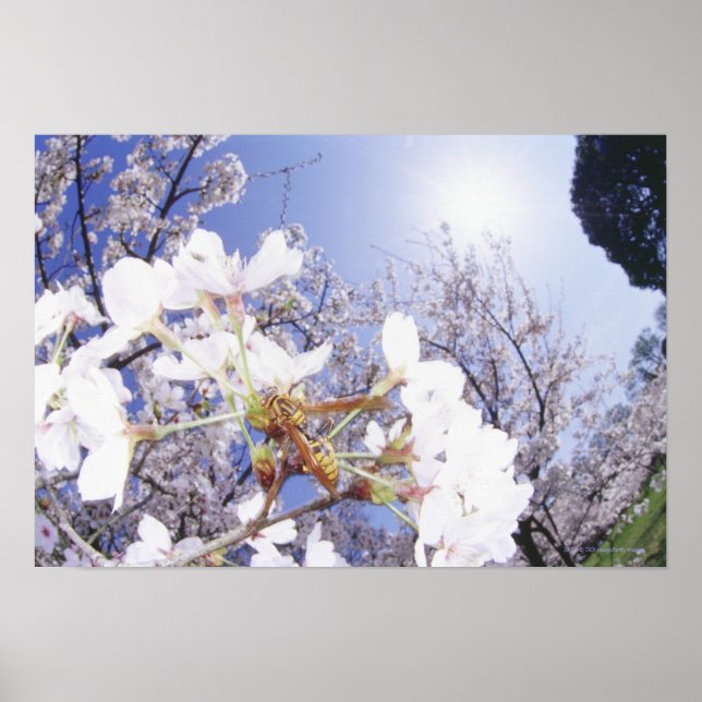 Wespe auf dem Kirschblossom, nah Poster (Vorne)