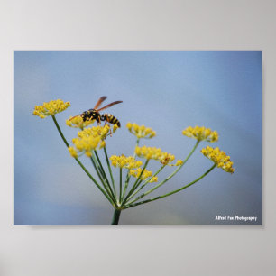Wespe bestäubt wilden Fenchel Poster