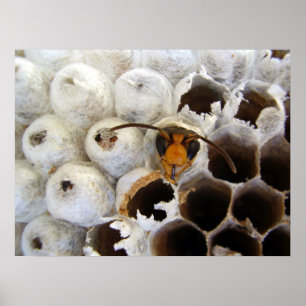 Wespe, die vom Nest-Plakat auftaucht Poster