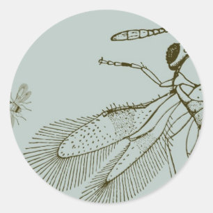Wespen, Aspidiotiphagus Citrinus Runder Aufkleber