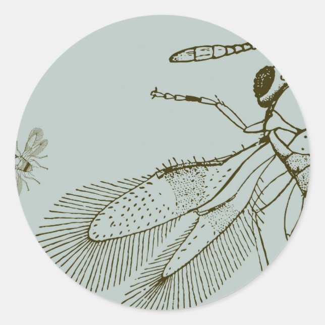 Wespen, Aspidiotiphagus Citrinus Runder Aufkleber (Vorderseite)