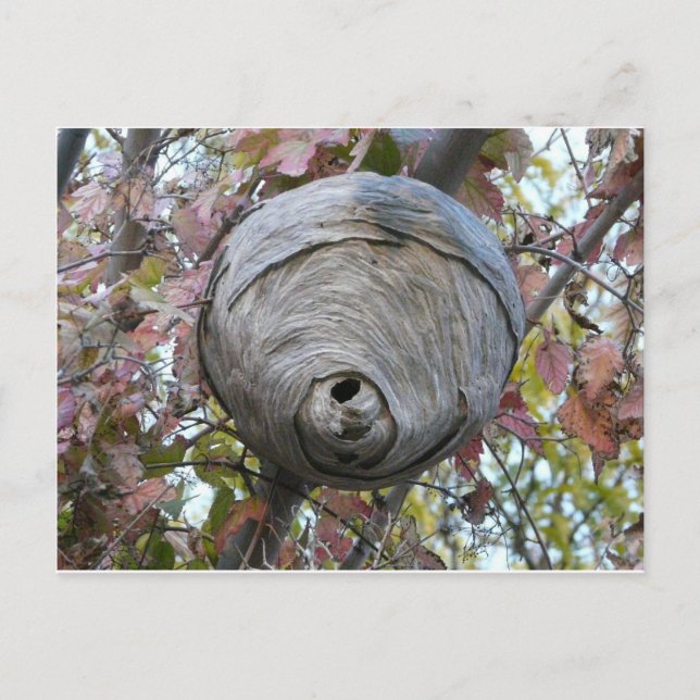 Wespennest Postkarte (Vorderseite)