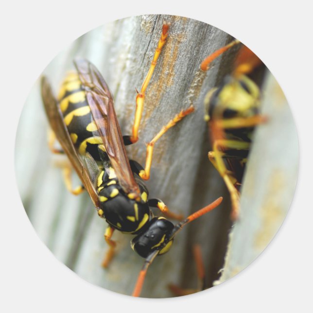 Wespennest Runder Aufkleber (Vorderseite)