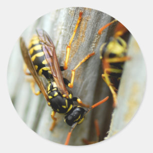 Wespennest Runder Aufkleber