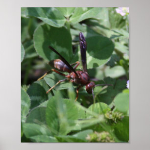 Wespenposter Poster