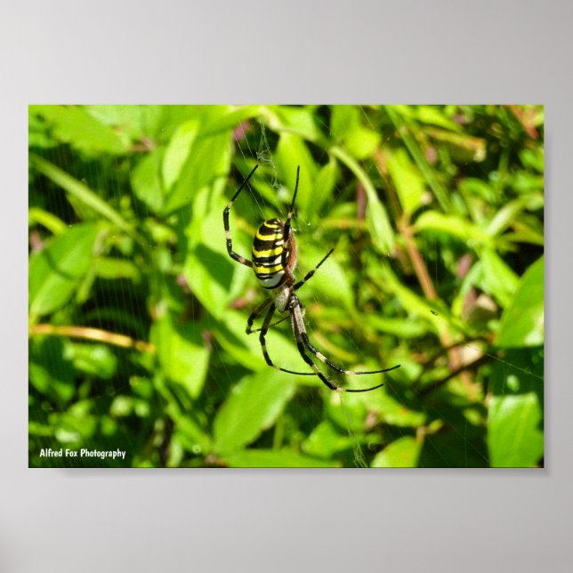 Wespenspinne im Grünen Poster (Vorne)
