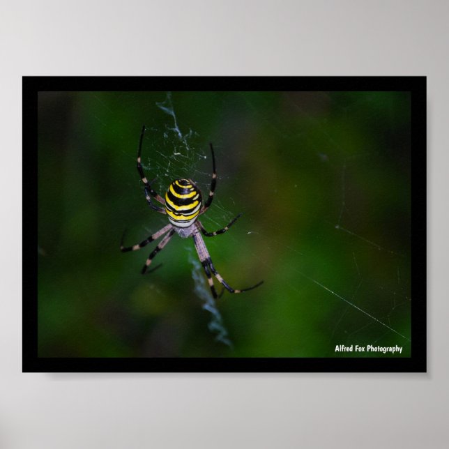 Wespenspinne, Radnetzspinne Poster (Vorne)