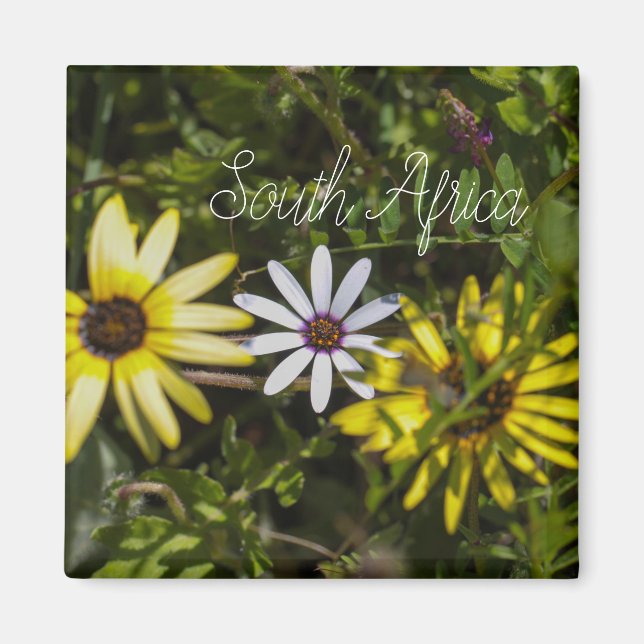 West Coast South Africa Wild Flower  ZA Magnet (Vorne)