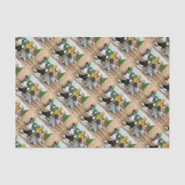 West-England Tumbler-Tauben Seidenpapier (Vorderseite)