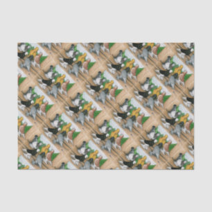 West-England Tumblers Seidenpapier