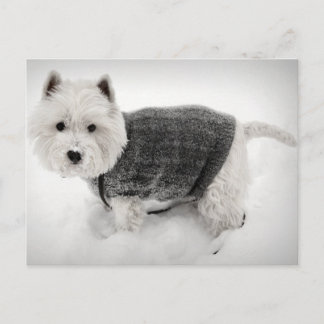 West Highland Terrier in Sweater im Schnee Postkarte