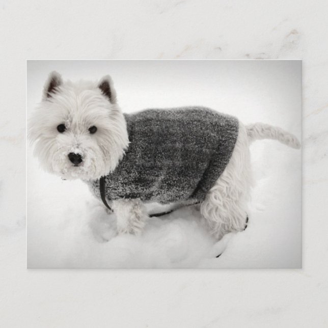 West Highland Terrier in Sweater im Schnee Postkarte (Vorderseite)