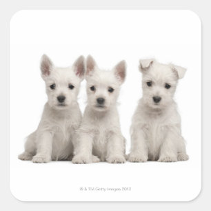 West Highland Terrier Welpen (7 Wochen alt) Quadratischer Aufkleber