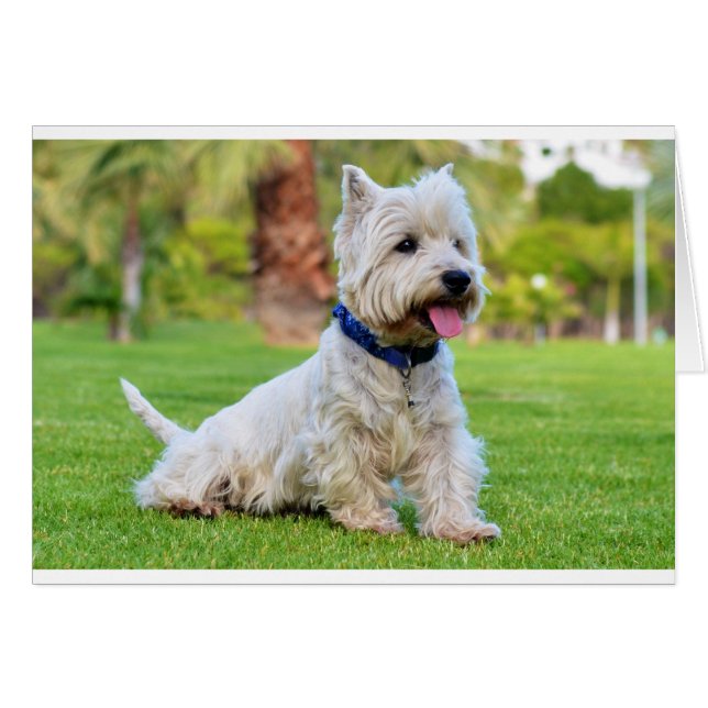 West highland white terrier (Vorderseite (Horizontal))