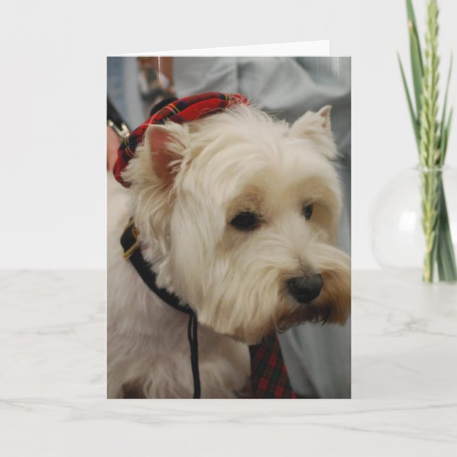 West Highland White Terrier Grußkarten Karte (Vorderseite)