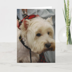 West Highland White Terrier Grußkarten Karte