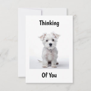 West Highland White Terrier-Welpe sitzt und denkt  Karte