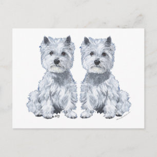 West Highland White Terrier Zwillinge! Postkarte