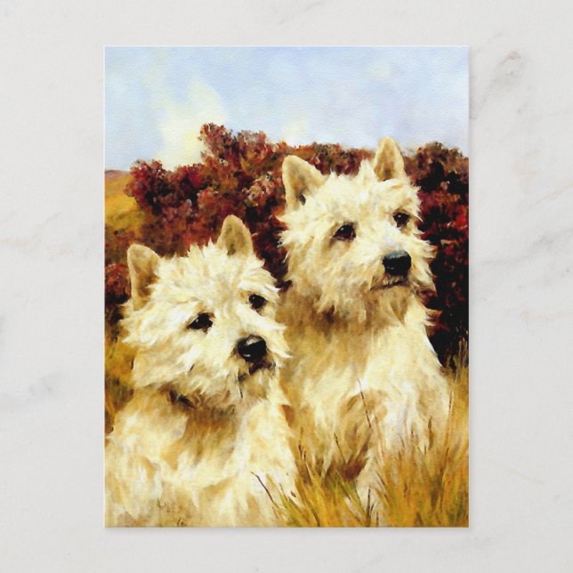 West Highland White Terriers - Wardle Postkarte (Vorderseite)