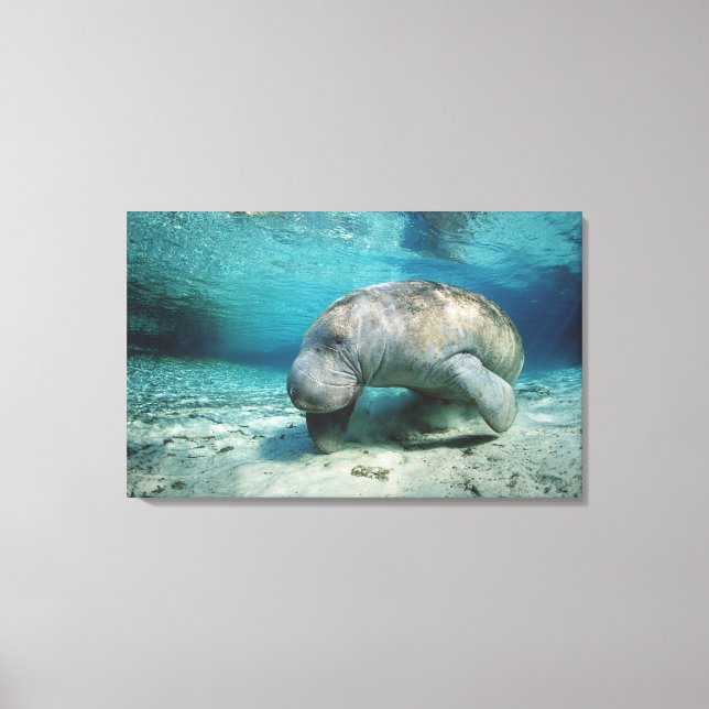 West Indian Manatee Leinwanddruck (Vorderseite)