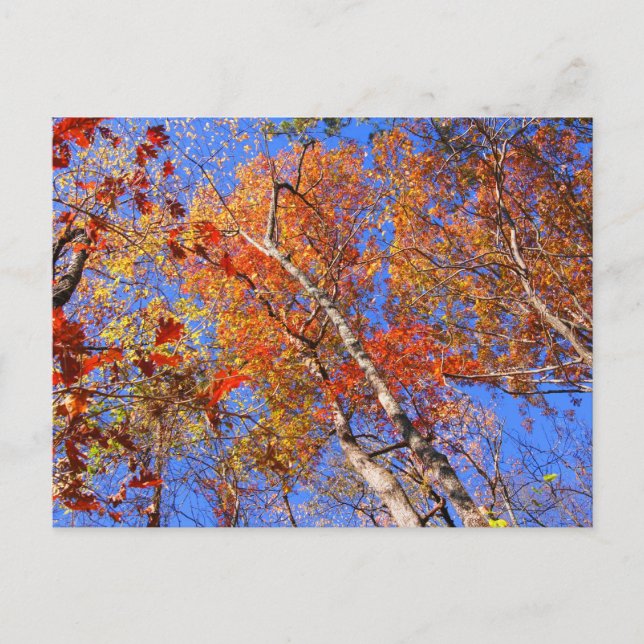West Mt Herbst Hot Springs Nationalpark Geschenke Postkarte (Vorderseite)
