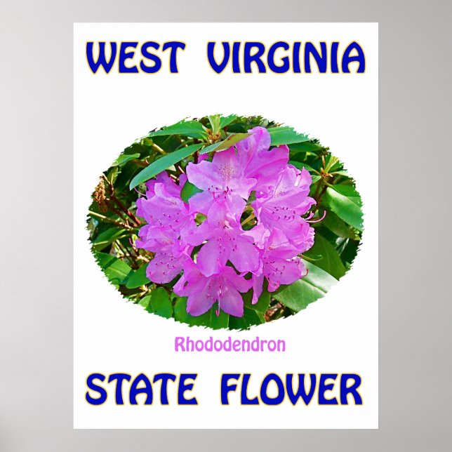 West Virginia Staat Blume, Rhododendron, Poster (Vorne)