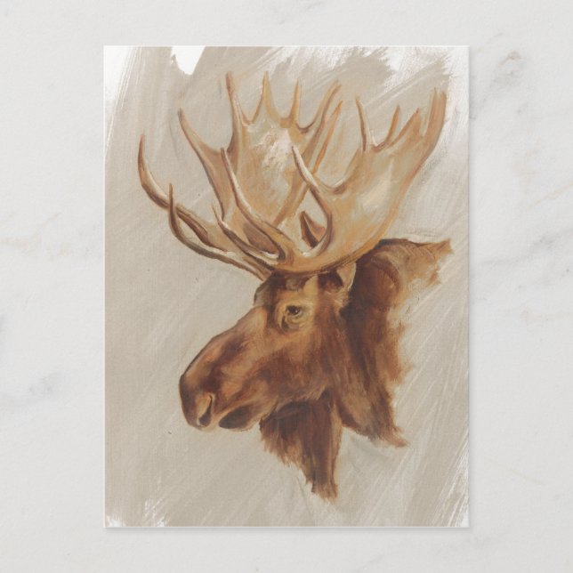 Western American Animal Study | Elche Portrait Postkarte (Vorderseite)