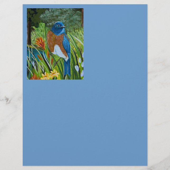 Western Bluebird (Vorderseite)