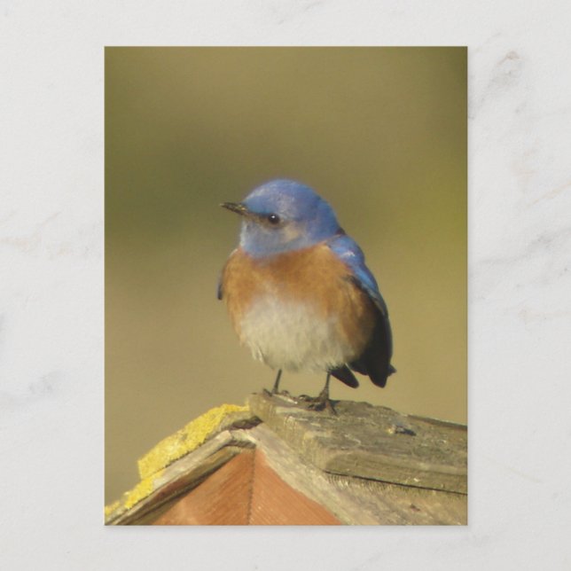 Western Bluebird 3 Postkarte (Vorderseite)
