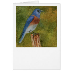 Western Bluebird Card