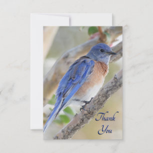 Western Bluebird Carte de remerciements