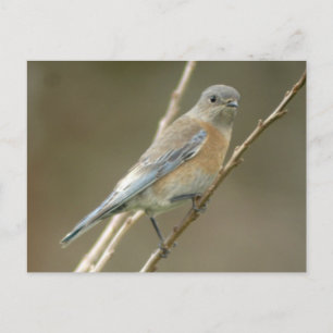 Western Bluebird femelle 1 Carte postale