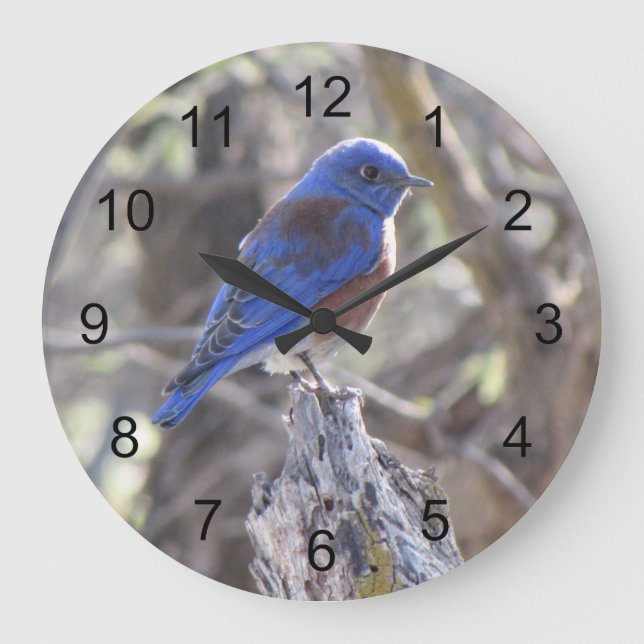 Western Bluebird Große Wanduhr (Vorderseite)
