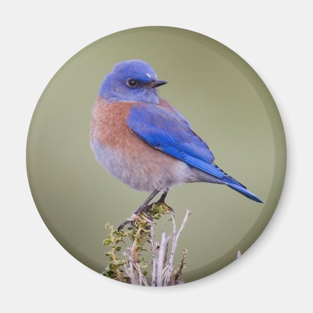 Western Bluebird Magnet (Vorne)
