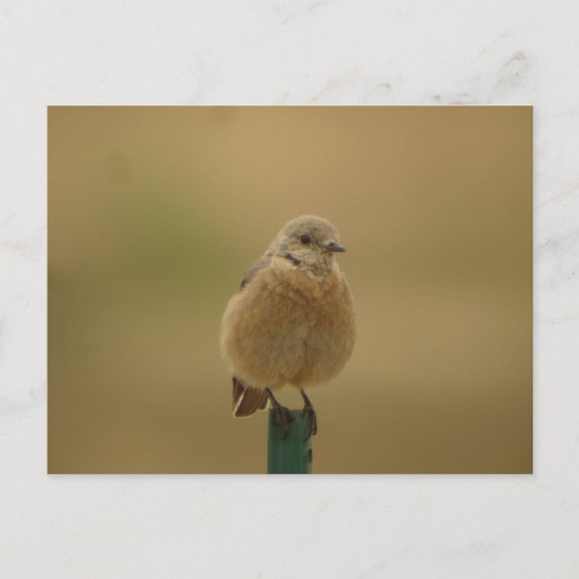 Western Bluebird Postkarte (Vorderseite)