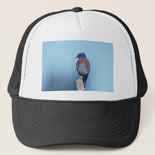 Western bluebird truckerkappe (Vorderseite)