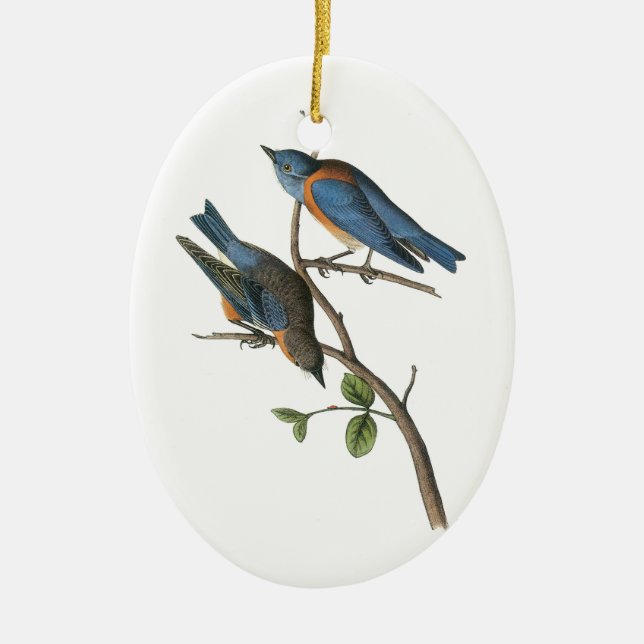 Western Bluebird von Audubon Keramikornament (Vorne)