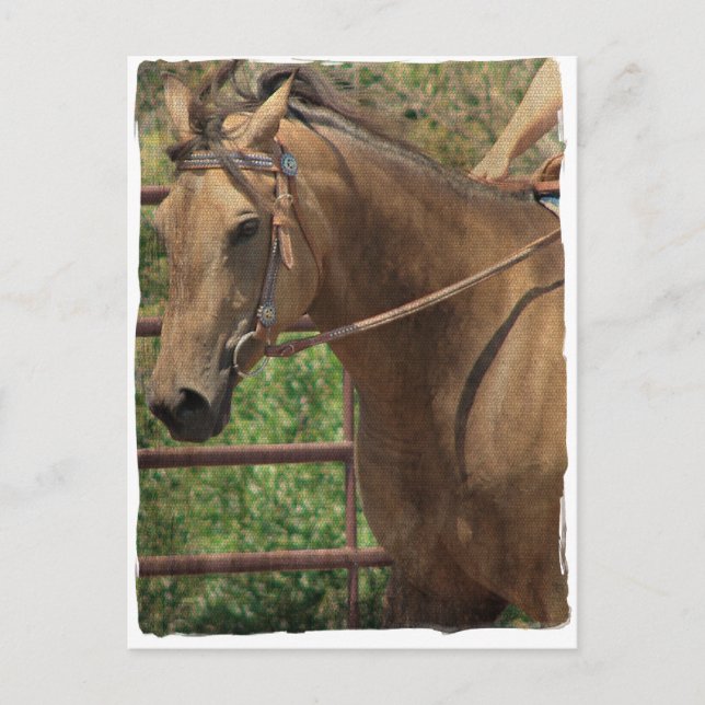 Western Buckskin Pferd Postkarte (Vorderseite)