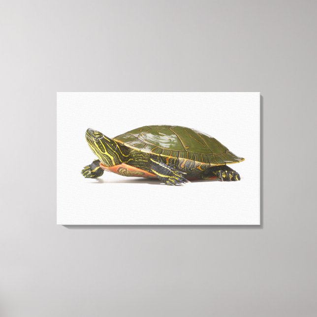 Western (Chrysemys picta bellii), Leinwanddruck (Vorderseite)