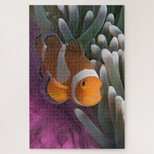 Western Clown Anemone Fish (Vertikal)