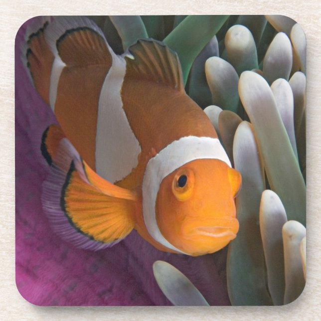 Western Clown Anemone Fish Getränkeuntersetzer (Vorderseite)