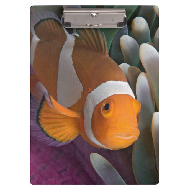 Western Clown Anemone Fish Klemmbrett (Vorderseite)