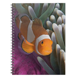Western Clown Anemone Fish Notizblock
