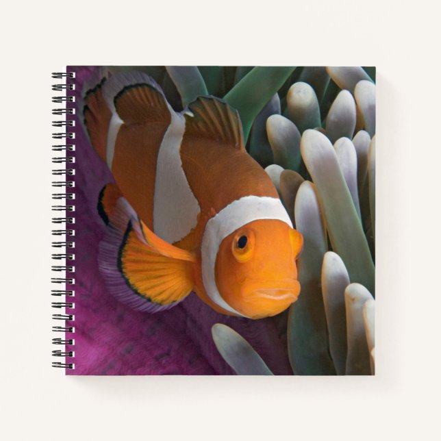 Western Clown Anemone Fish Notizbuch (Vorderseite)