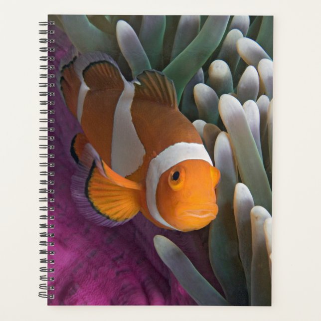 Western Clown Anemone Fish Planer (Vorderseite)