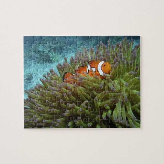 Western Clownfisch (Amphiprion ocellaris) (Horizontal)