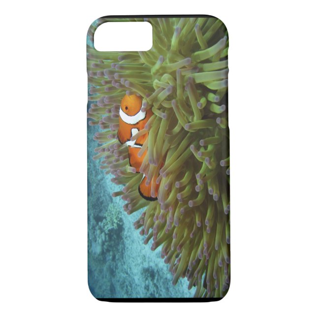 Western Clownfisch (Amphiprion ocellaris) Case-Mate iPhone Hülle (Rückseite)