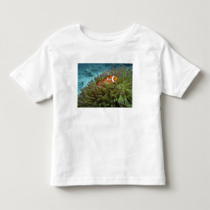 Western Clownfisch (Amphiprion ocellaris) Kleinkind T-shirt