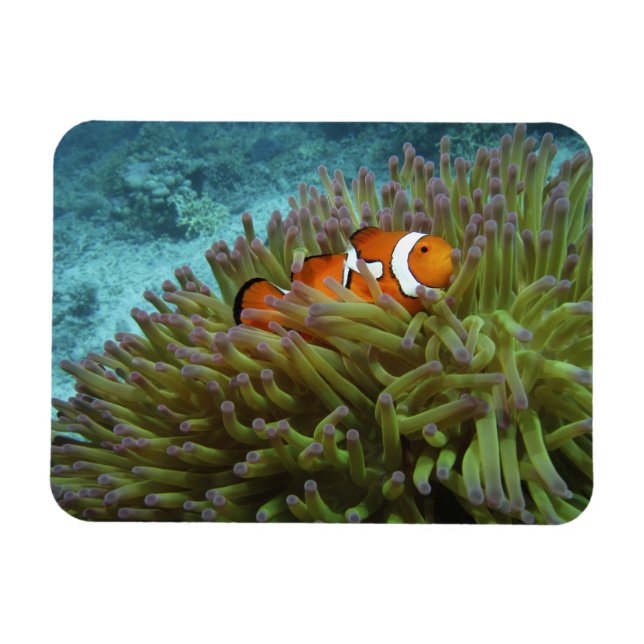Western Clownfisch (Amphiprion ocellaris) Magnet (Horizontal)